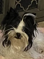 lil Mary , a female Yorkshire Terrier for sale in Hickory Corners, MI – Photo 3 of 7