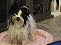 lil Mary , a female Yorkshire Terrier for sale in Hickory Corners, MI – Photo 6 of 7