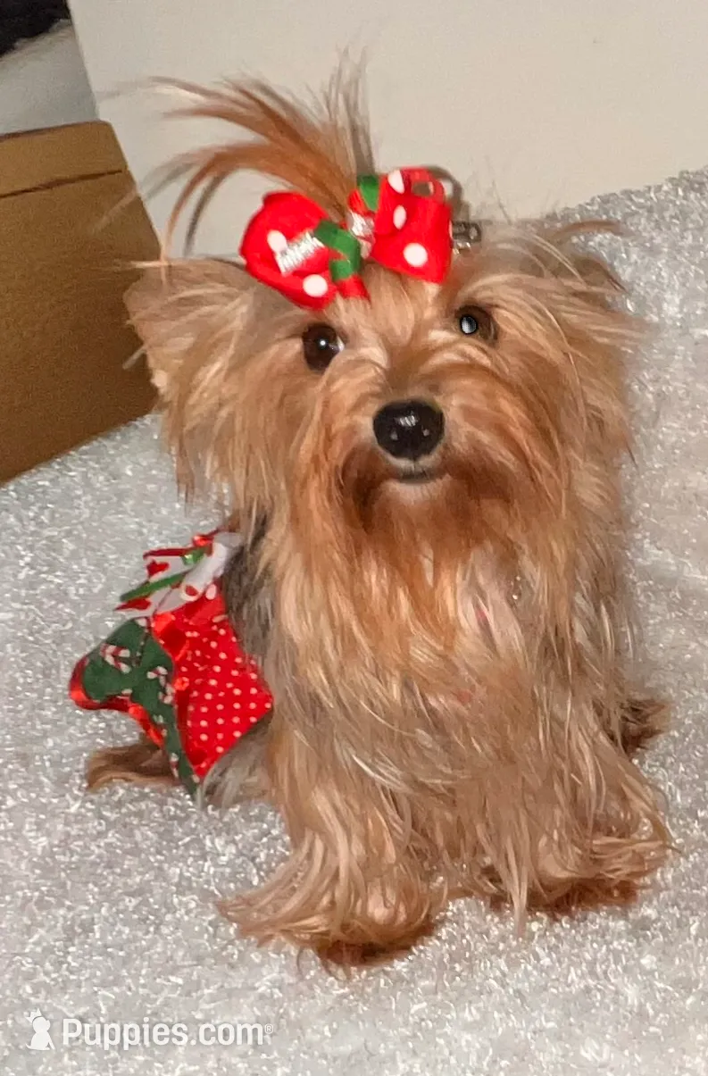 Gala, a female Yorkshire Terrier for sale in Hickory Corners, MI – Photo 4 of 5