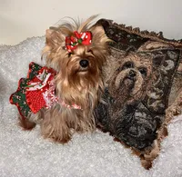 Gala, a female Yorkshire Terrier for sale in Hickory Corners, MI – Photo 2 of 5