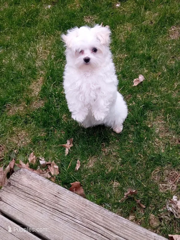 joy – Maltese puppy for sale in Hickory Corners, MI