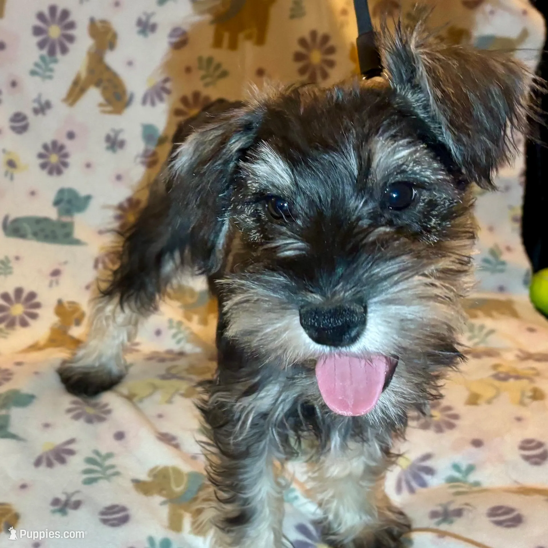 Tessa, a female Miniature Schnauzer for sale in Omaha, NE – Photo 4 of 4