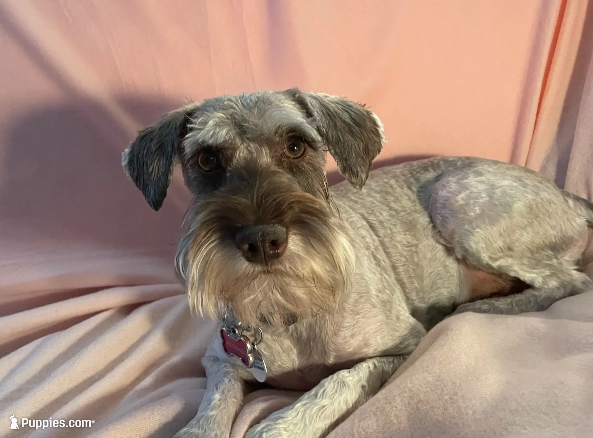 Blake Knight, a male Miniature Schnauzer for sale in Omaha, NE – 7 of 8