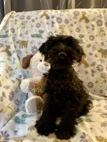 Tarra, a female Miniature Schnauzer for sale in Omaha, NE – Photo 4 of 5