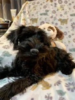 Tarra, a female Miniature Schnauzer for sale in Omaha, NE – Photo 1 of 5
