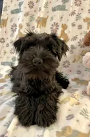 Tarra, a female Miniature Schnauzer for sale in Omaha, NE – Photo 3 of 5