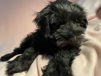 Tarra, a female Miniature Schnauzer for sale in Omaha, NE – Photo 2 of 5