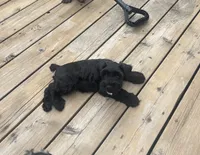 Blake Knight, a male Miniature Schnauzer for sale in Omaha, NE – 3 of 8