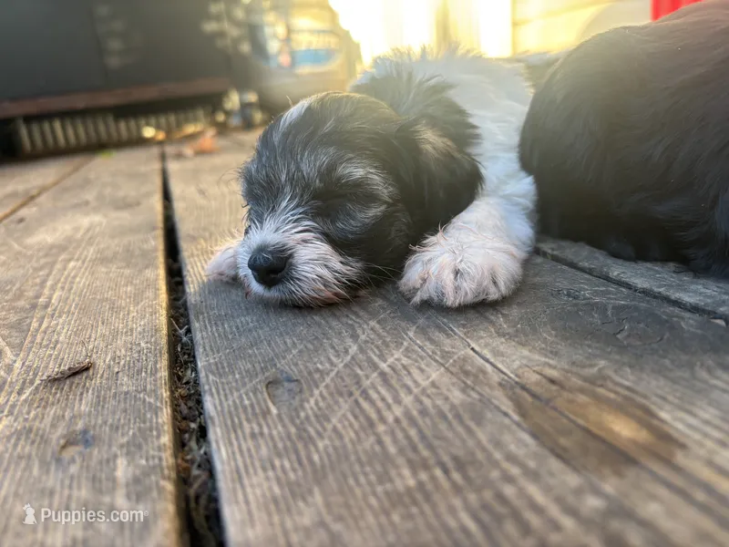 Blue Bell – Miniature Schnauzer puppy for sale in Omaha, NE