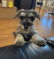 Butterscotch, a female Miniature Schnauzer for sale in Waterloo, NE – 2 of 7