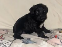 Beau Duncan, a male Miniature Schnauzer for sale in Omaha, NE – 2 of 2