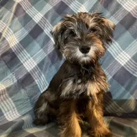 Trevor, a male Miniature Schnauzer for sale in Omaha, NE – Photo 6 of 8