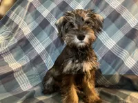 Trevor, a male Miniature Schnauzer for sale in Omaha, NE – Photo 2 of 3