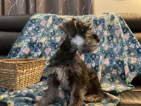 Trevor, a male Miniature Schnauzer for sale in Omaha, NE – Photo 4 of 8