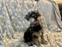 Trevor, a male Miniature Schnauzer for sale in Omaha, NE – Photo 2 of 8