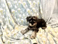 Trevor, a male Miniature Schnauzer for sale in Omaha, NE – Photo 3 of 8