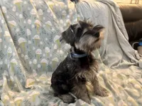 Trevor, a male Miniature Schnauzer for sale in Omaha, NE – Photo 1 of 8