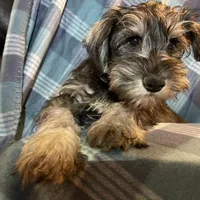 Trevor, a male Miniature Schnauzer for sale in Omaha, NE – Photo 7 of 8