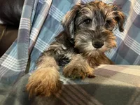 Trevor, a male Miniature Schnauzer for sale in Omaha, NE – Photo 3 of 3