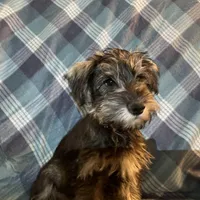 Trevor, a male Miniature Schnauzer for sale in Omaha, NE – Photo 5 of 8