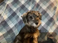 Trevor, a male Miniature Schnauzer for sale in Omaha, NE – Photo 1 of 3
