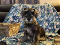 Trevor, a male Miniature Schnauzer for sale in Omaha, NE – Photo 8 of 8