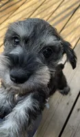 Billy Jean, a female Miniature Schnauzer for sale in Omaha, NE – 2 of 6