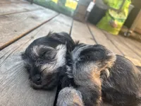 Butterscotch Baby, a female Miniature Schnauzer for sale in Omaha, NE – 3 of 5