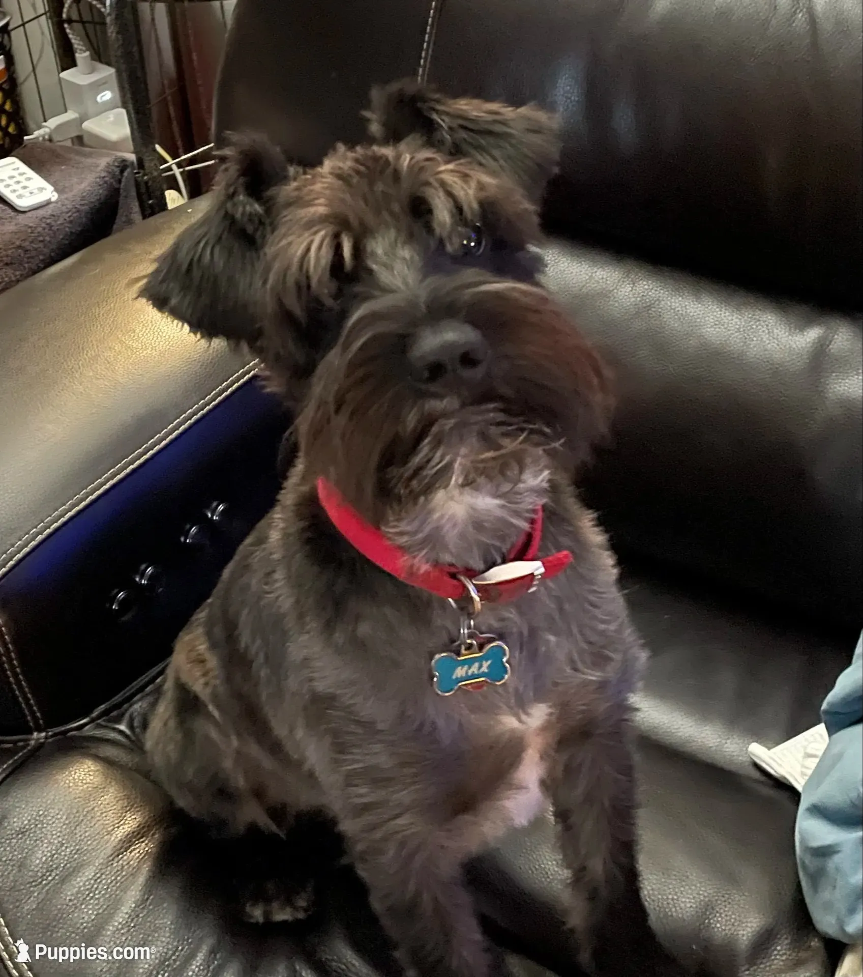 Blake Knight, a male Miniature Schnauzer for sale in Omaha, NE – 8 of 8