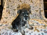 Tanner, a male Miniature Schnauzer for sale in Omaha, NE – Photo 3 of 4