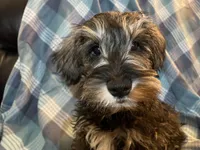 Tanner, a male Miniature Schnauzer for sale in Omaha, NE – Photo 1 of 4