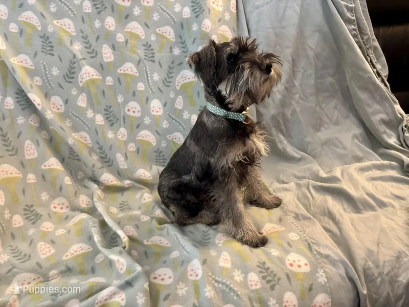 Tanner – Miniature Schnauzer puppy for sale in Omaha, NE