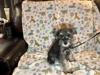 Tanner, a male Miniature Schnauzer for sale in Omaha, NE – Photo 4 of 4