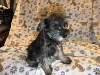 Tanner, a male Miniature Schnauzer for sale in Omaha, NE – Photo 2 of 4