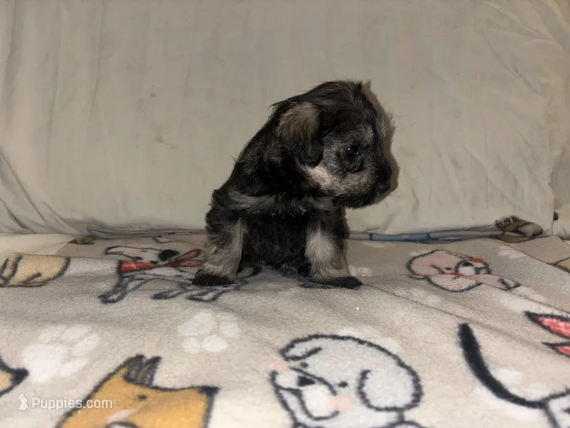 Butterscotch Baby – Miniature Schnauzer puppy for sale in Omaha, NE