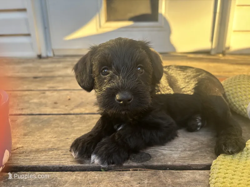 Beau Duncan – Miniature Schnauzer puppy for sale in Omaha, NE