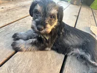 Billy Jean, a female Miniature Schnauzer for sale in Omaha, NE – 4 of 6