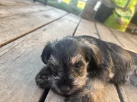 Billy Jean, a female Miniature Schnauzer for sale in Omaha, NE – 6 of 6