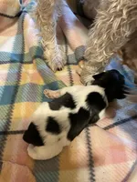 Precious, a female Miniature Schnauzer for sale in Omaha, NE – 2 of 2