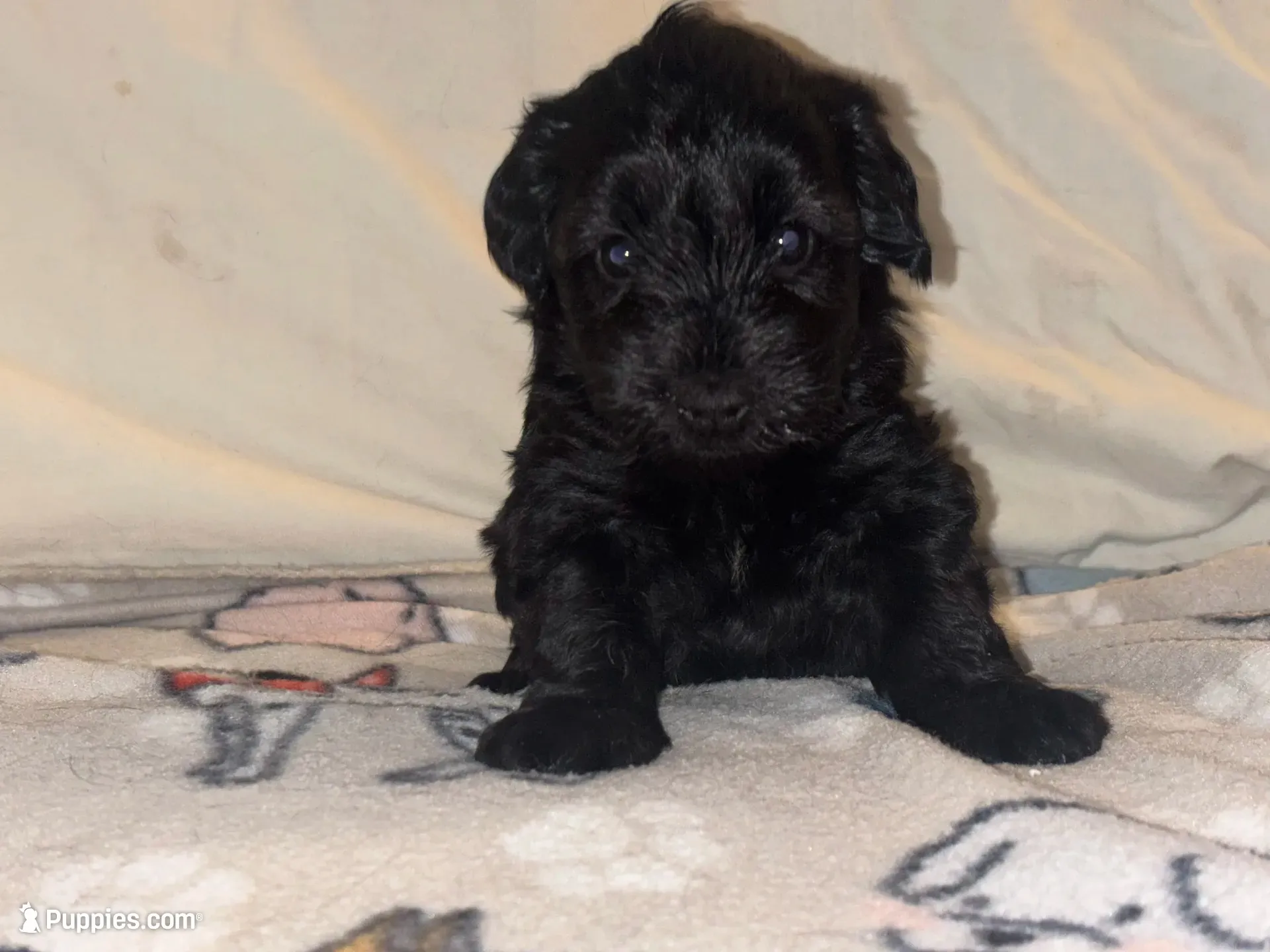 Blake Knight, a male Miniature Schnauzer for sale in Omaha, NE – 6 of 8