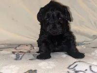 Blake Knight, a male Miniature Schnauzer for sale in Omaha, NE – 1 of 2