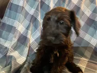 Trax, a male Miniature Schnauzer for sale in Omaha, NE – Photo 5 of 8