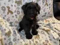 Trax, a male Miniature Schnauzer for sale in Omaha, NE – Photo 2 of 8