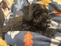 Trax, a male Miniature Schnauzer for sale in Omaha, NE – Photo 8 of 8