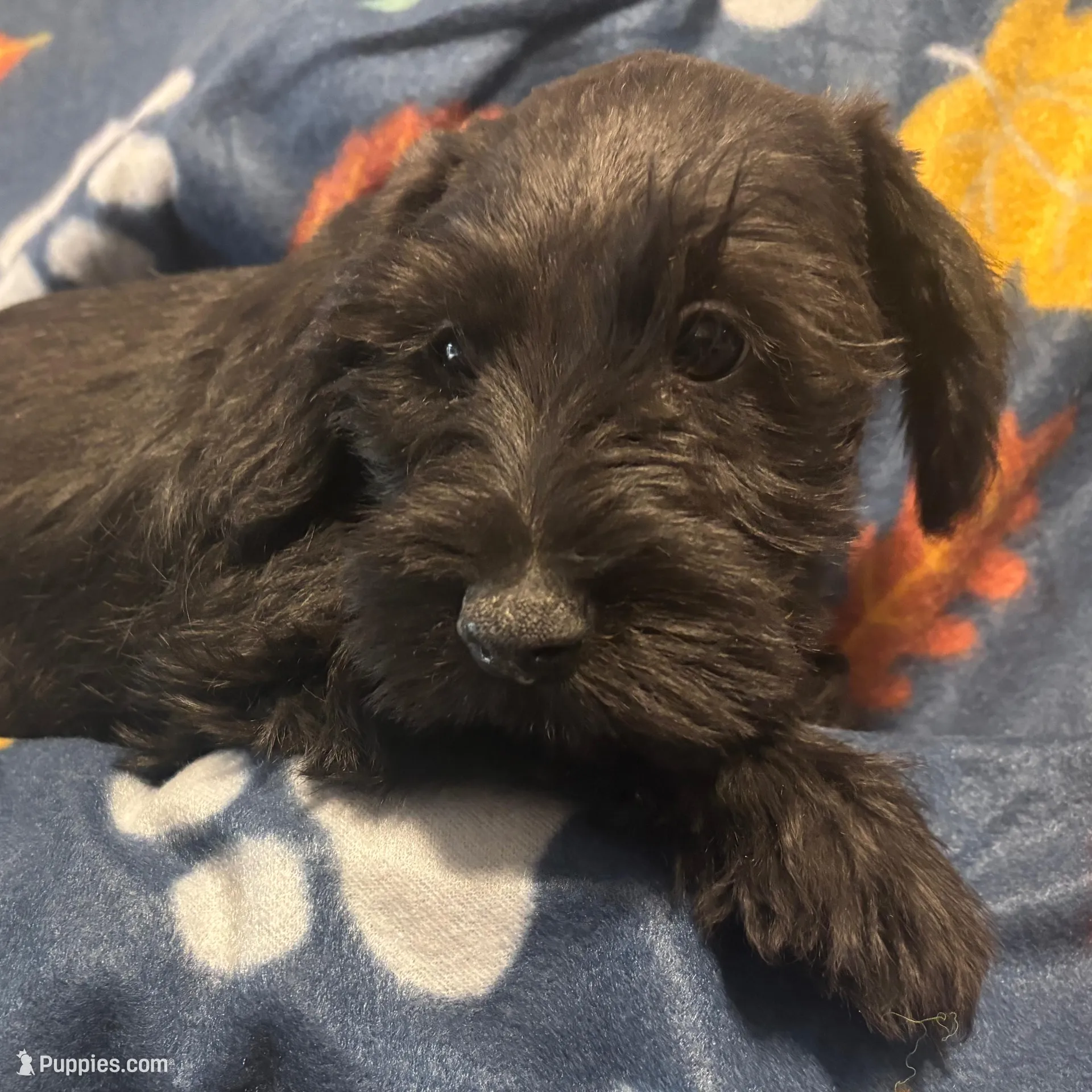 Trax, a male Miniature Schnauzer for sale in Omaha, NE – Photo 6 of 8