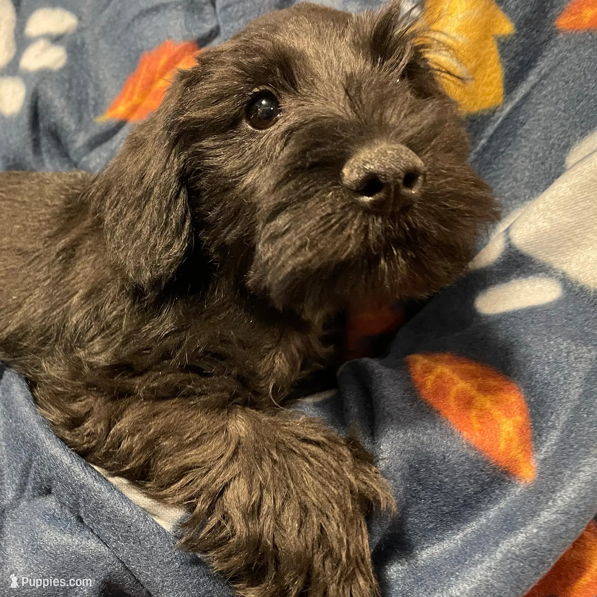 Trax, a male Miniature Schnauzer for sale in Omaha, NE – Photo 7 of 8