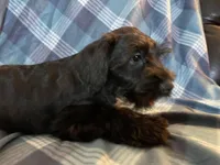 Trax, a male Miniature Schnauzer for sale in Omaha, NE – Photo 3 of 8