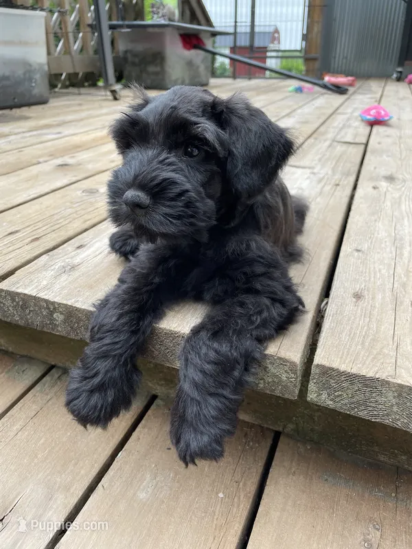 Blake Knight – Miniature Schnauzer puppy for sale in Omaha, NE