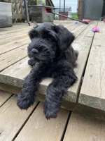 Blake Knight, a male Miniature Schnauzer for sale in Omaha, NE – 1 of 8