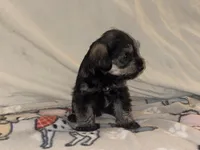 Billy Jean, a female Miniature Schnauzer for sale in Omaha, NE – 2 of 2